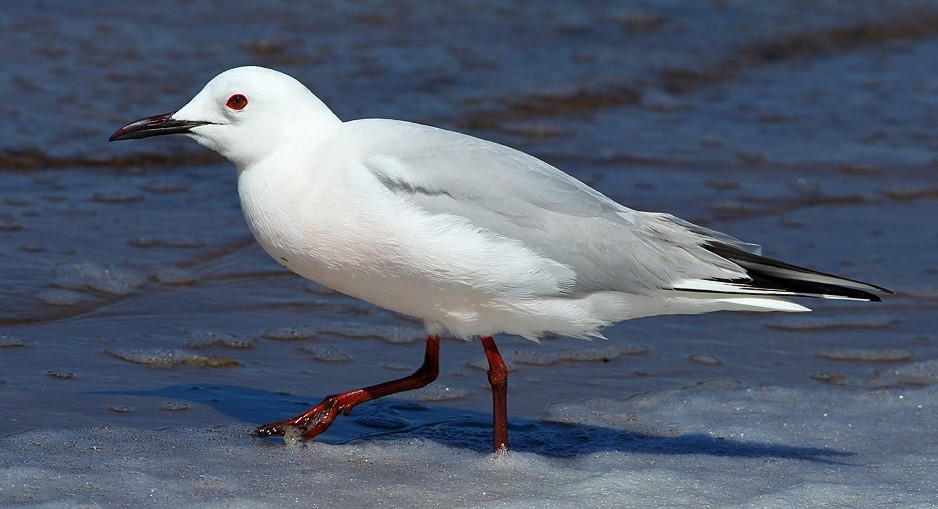 Image Sortie découverte des oiseaux des salins d'Hyères
