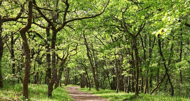 Image Jeu de piste au coeur de la forêt