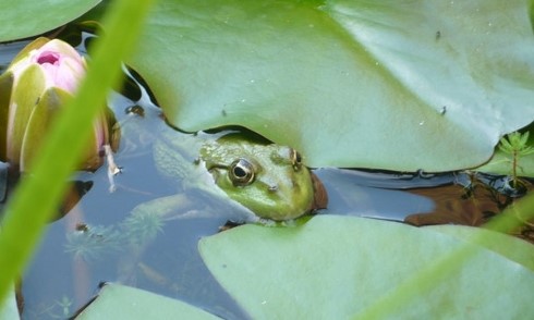 Image Les habitants de la mare