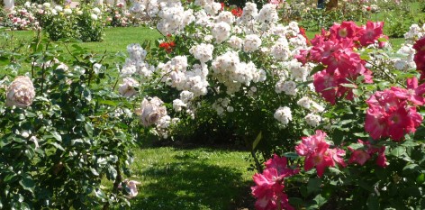 Image Atelier de taille des rosiers avec le service des espaces verts
