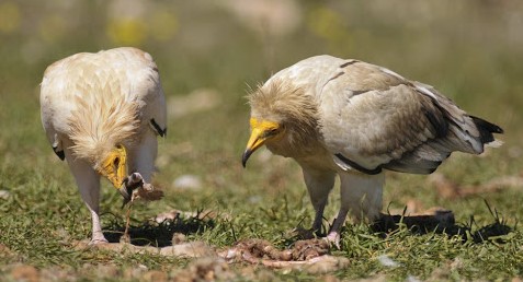 Image Les grands rapaces du Luberon