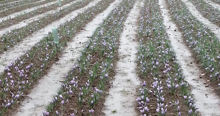Image Du crocus au Safran