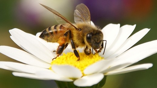 Image Animation vacances spécial enfants - Les abeilles