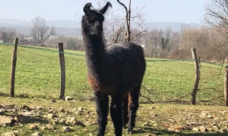 Image Visite à la ferme aux lamas