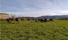 Image Chaussez les bottes du chevrier