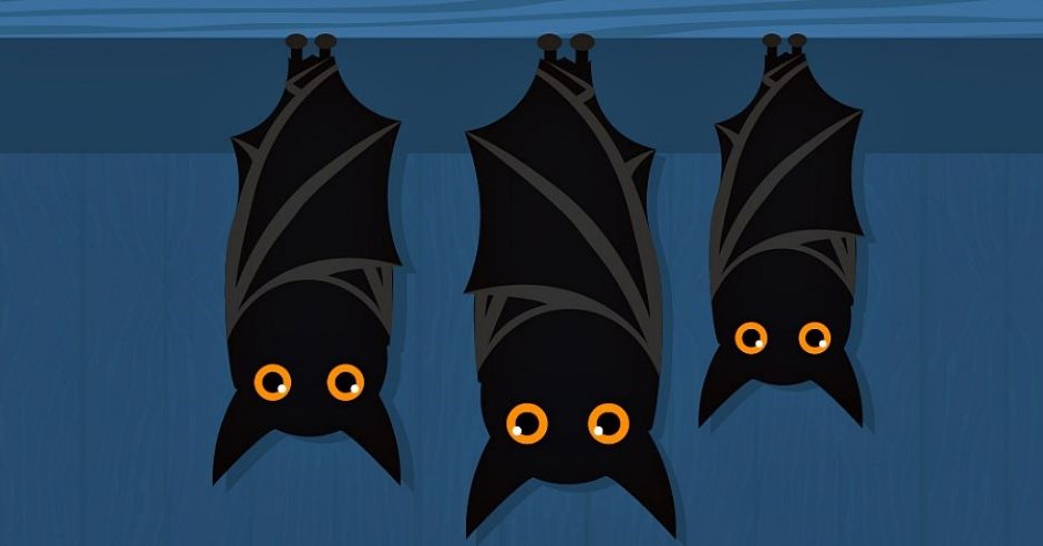 Image Balade Nuit internationale de la chauve-souris