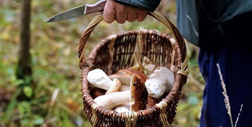 Image Séances de détermination de champignons