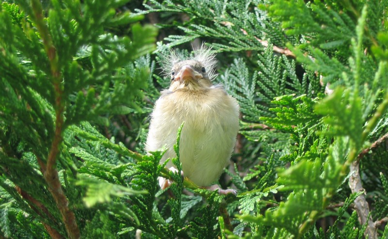 Image Balades d'initiation à l'ornithologie en forêt de Saint Germain en Laye