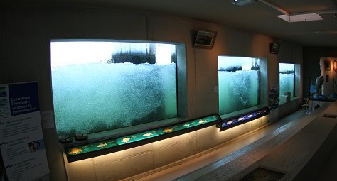 Image Visite guidée privilège des coulisses de la passe à poissons