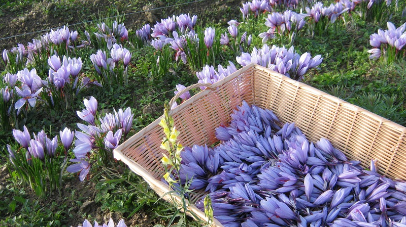 Image Visite de la ferme des Violettes