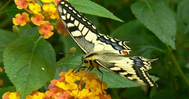 Image Jardin des papillons