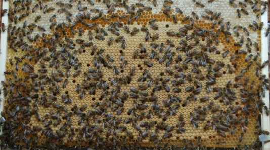 Image La Maison de l’abeille