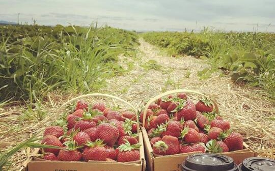 Image Les jardins gourmands