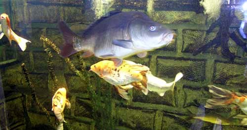 Image L'aquarium de la maison de la nature