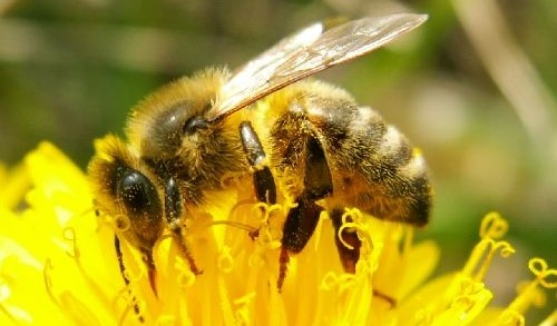 Image Musée des abeilles et de l'apiculture
