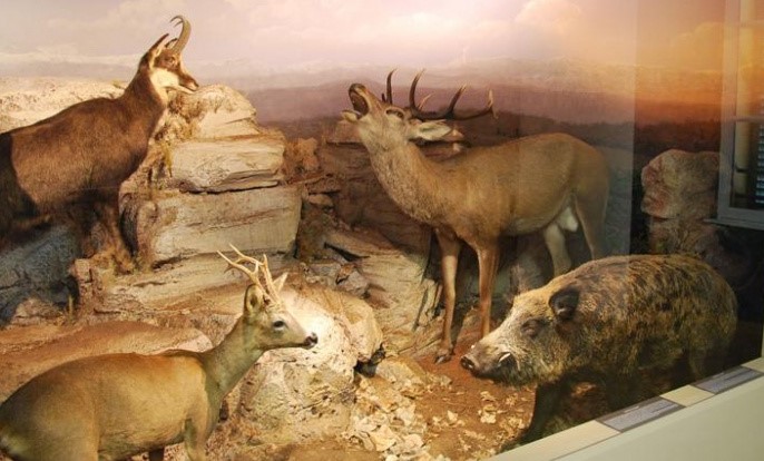Image Museum d'Histoire Naturelle