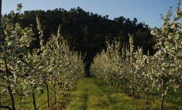 Image Cueillette de pommes Domaine de la Portanières