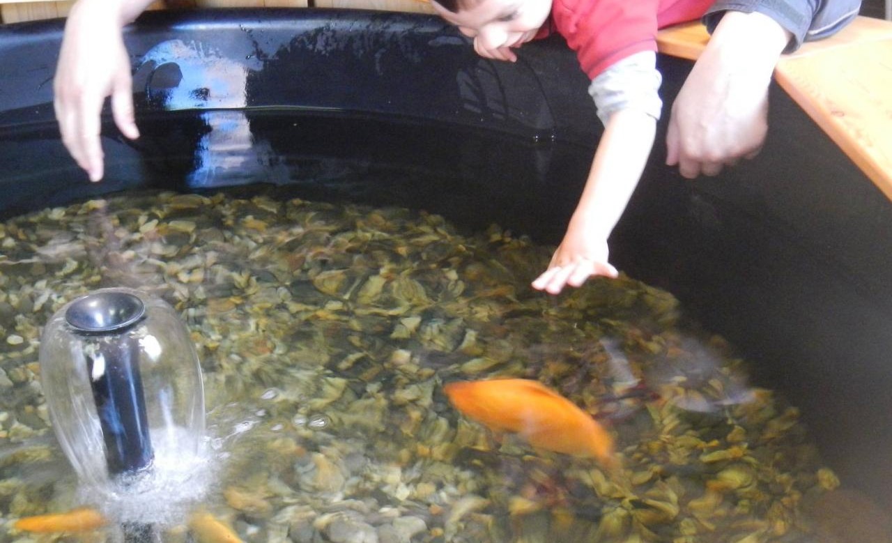 Image Aquarium La Maison du Saumon et de la Rivière