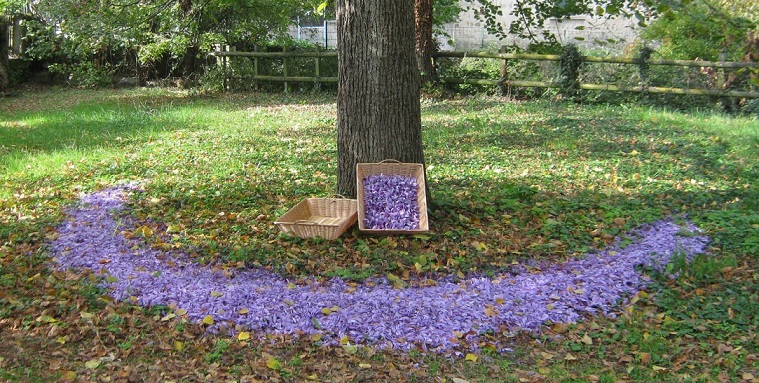 Image Ferme des Violettes
