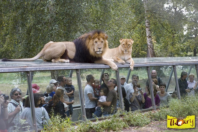 Image Zoo safari de Thoiry