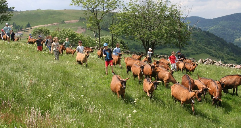 Image La chévrerie du Brabant