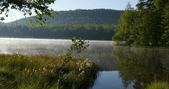 Image Tourbière de l'étang de Hanau